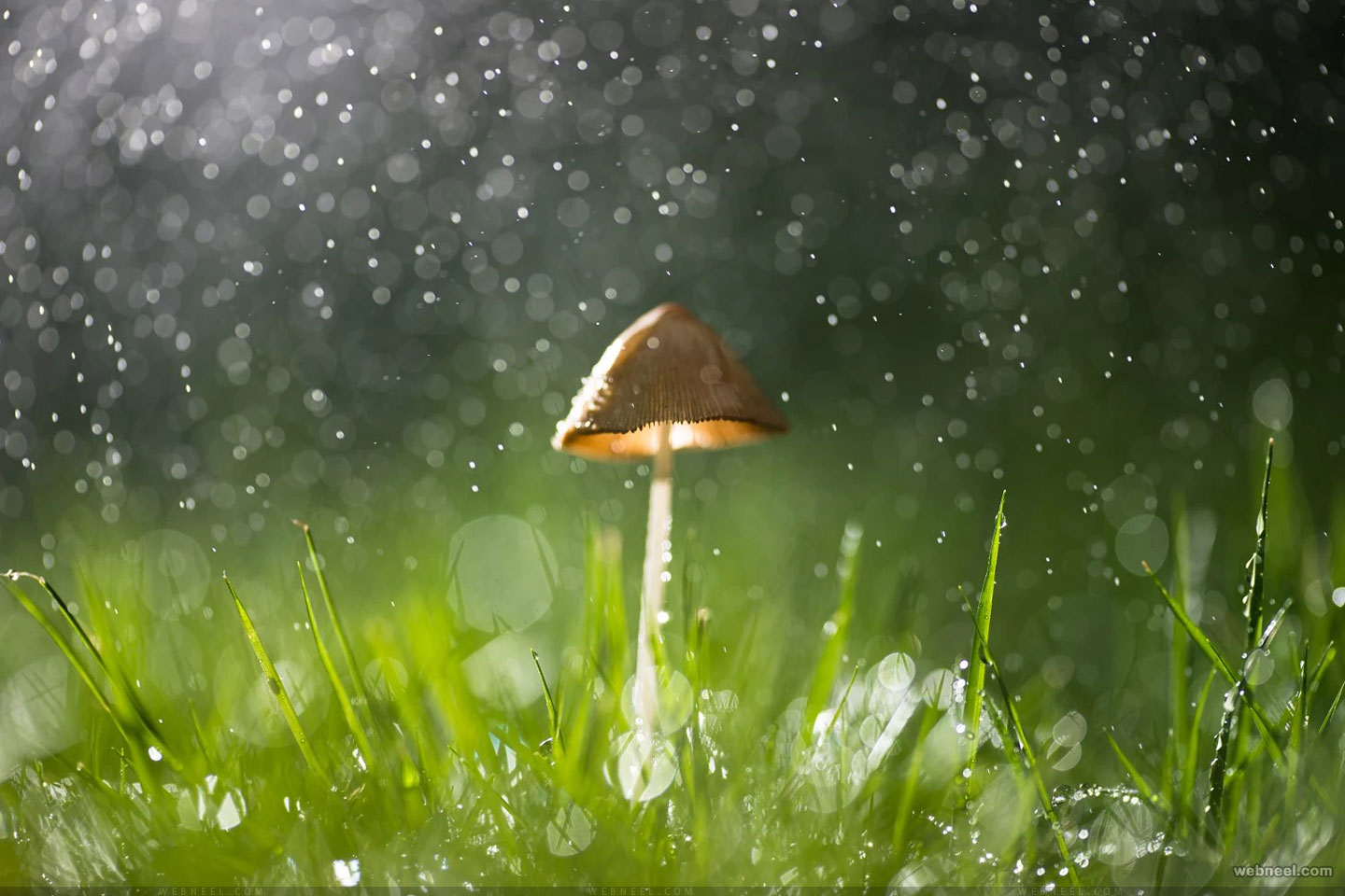 rain wallpapers by wangli 3