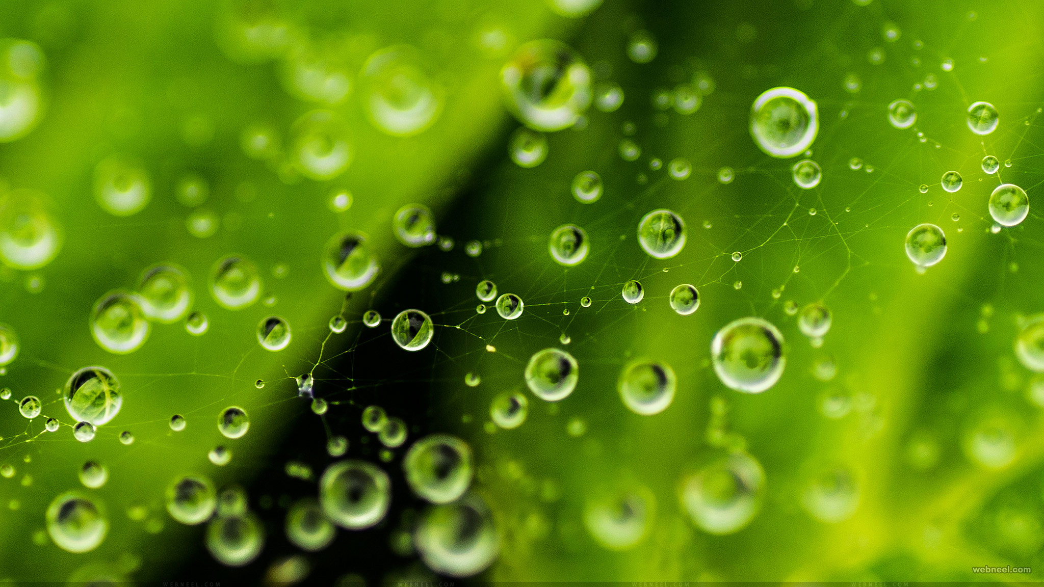 rain wallpaper by aotaro 8