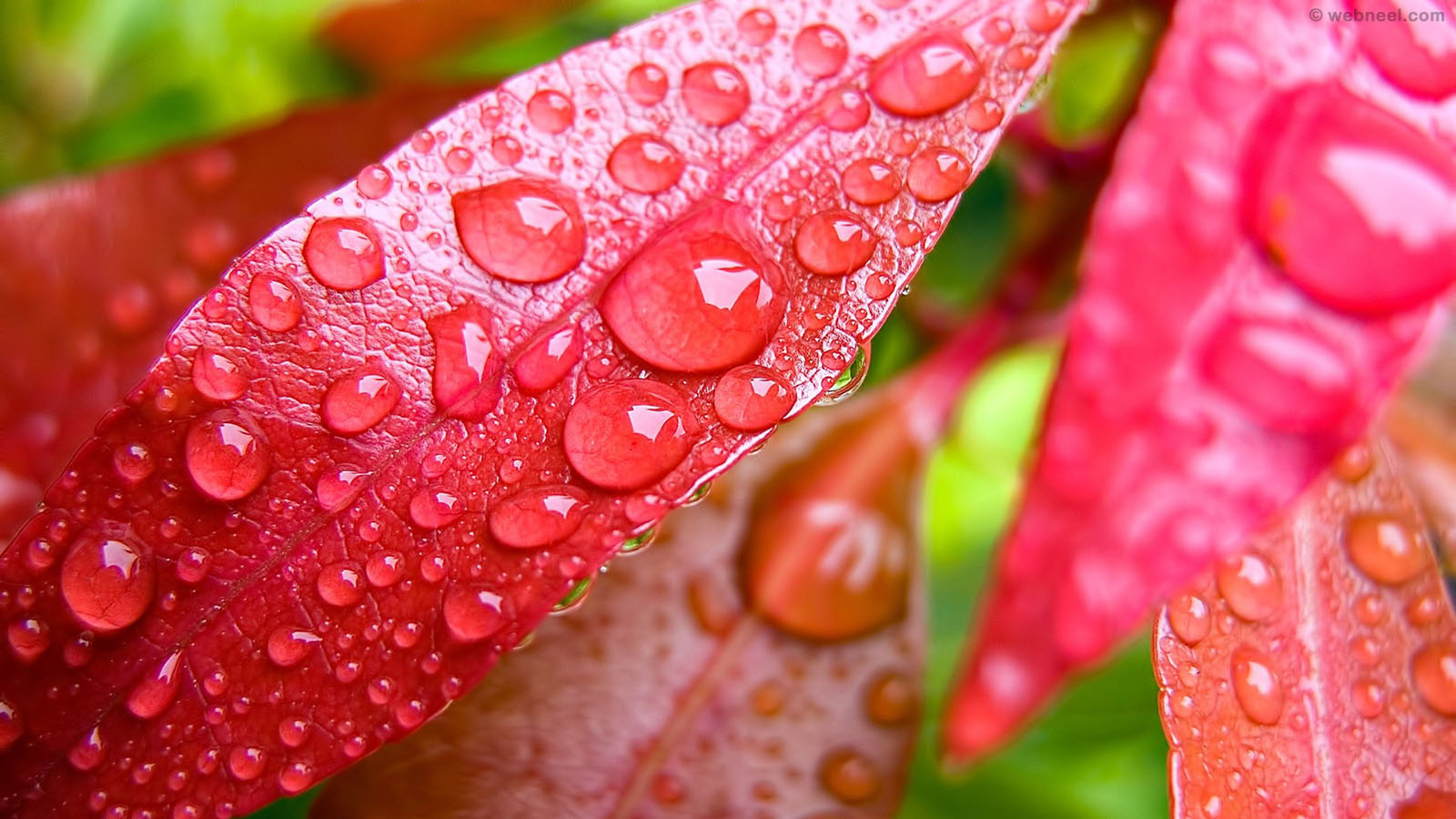 rain wallpaper drops 1