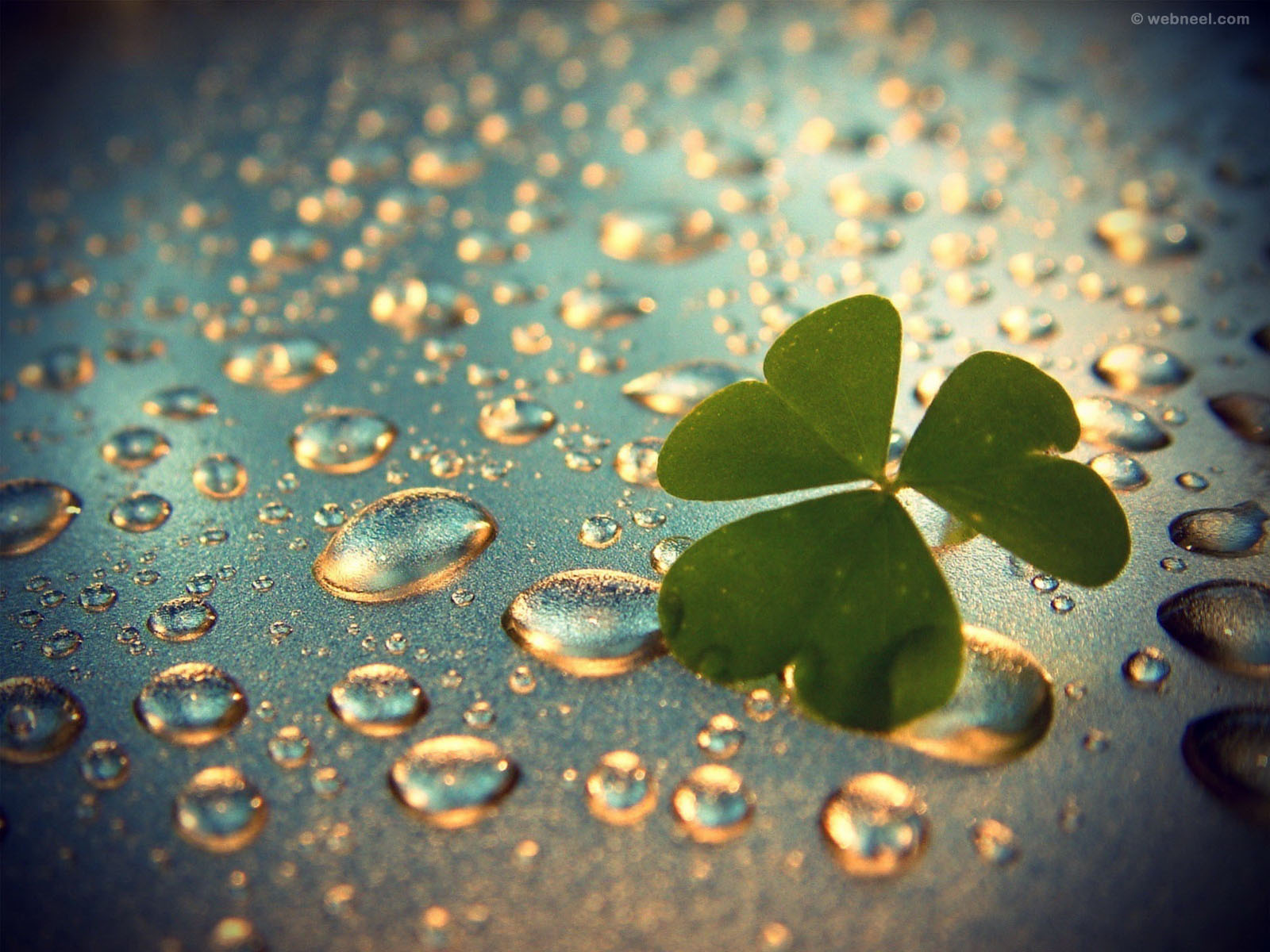 rain wallpaper rain drops 10