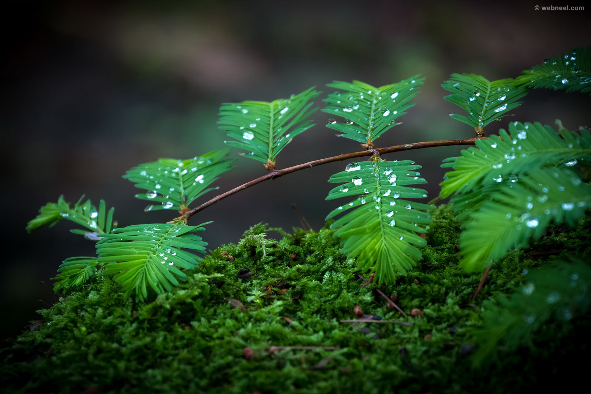 rain wallpaper leafs 34