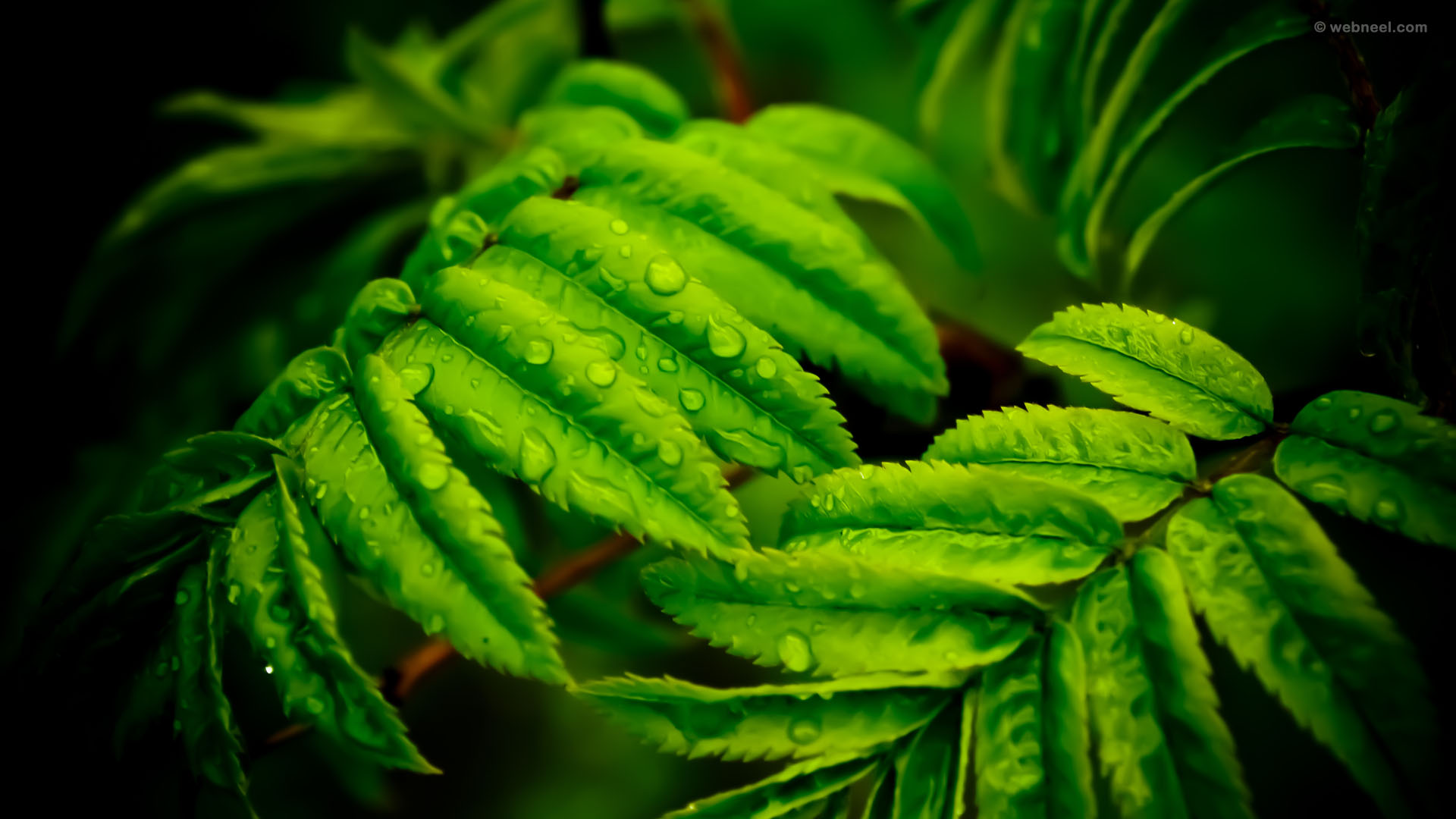 rain wallpaper green leaf 35