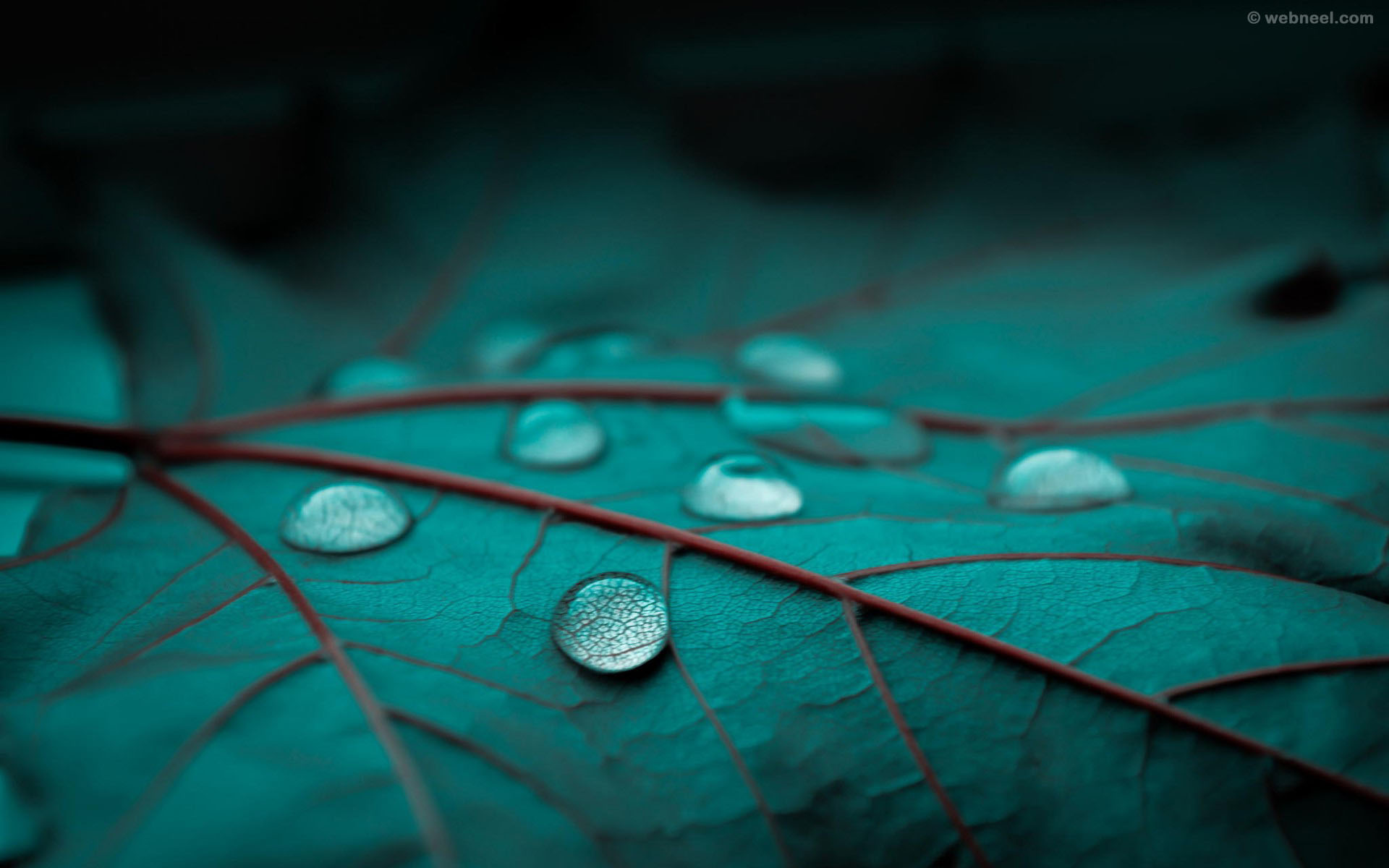 rain wallpaper drops 36
