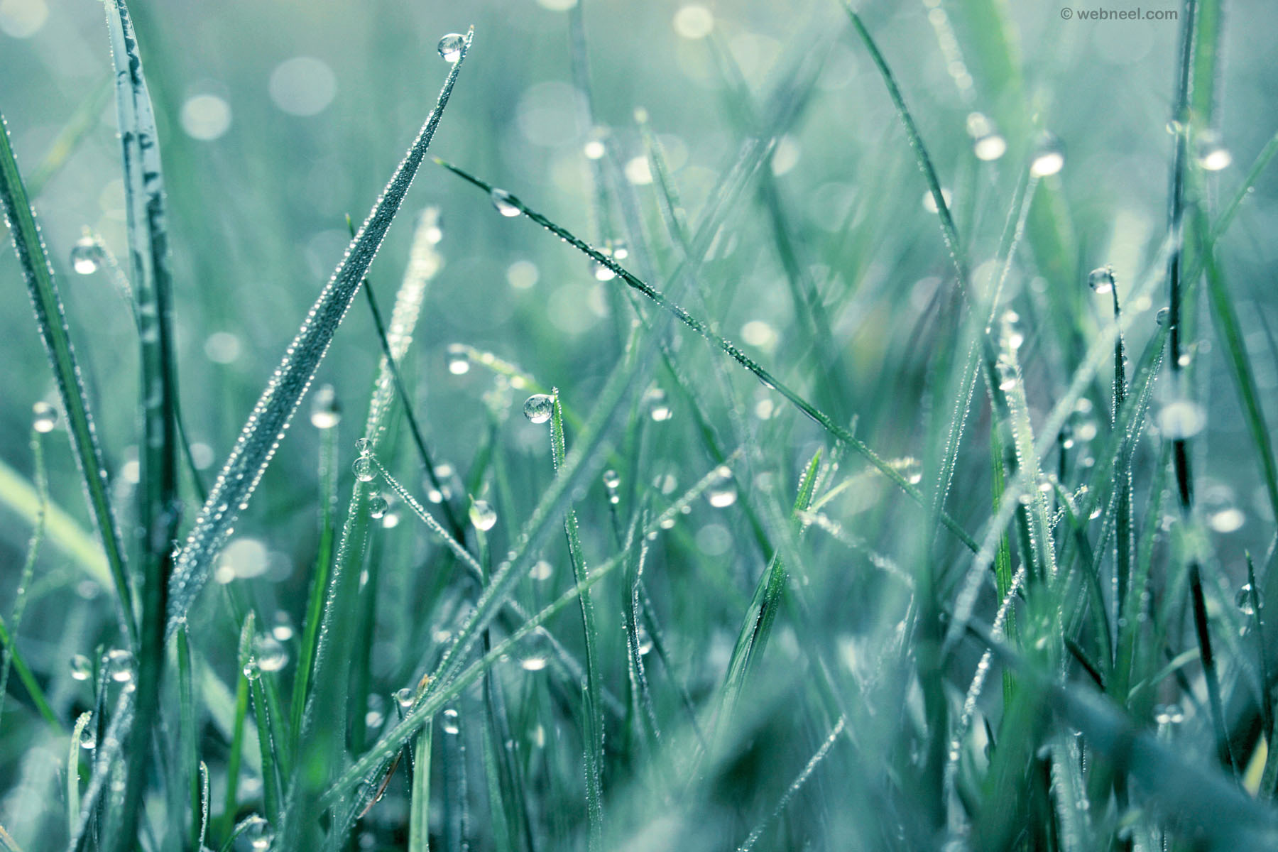 rain wallpaper vanerich 37