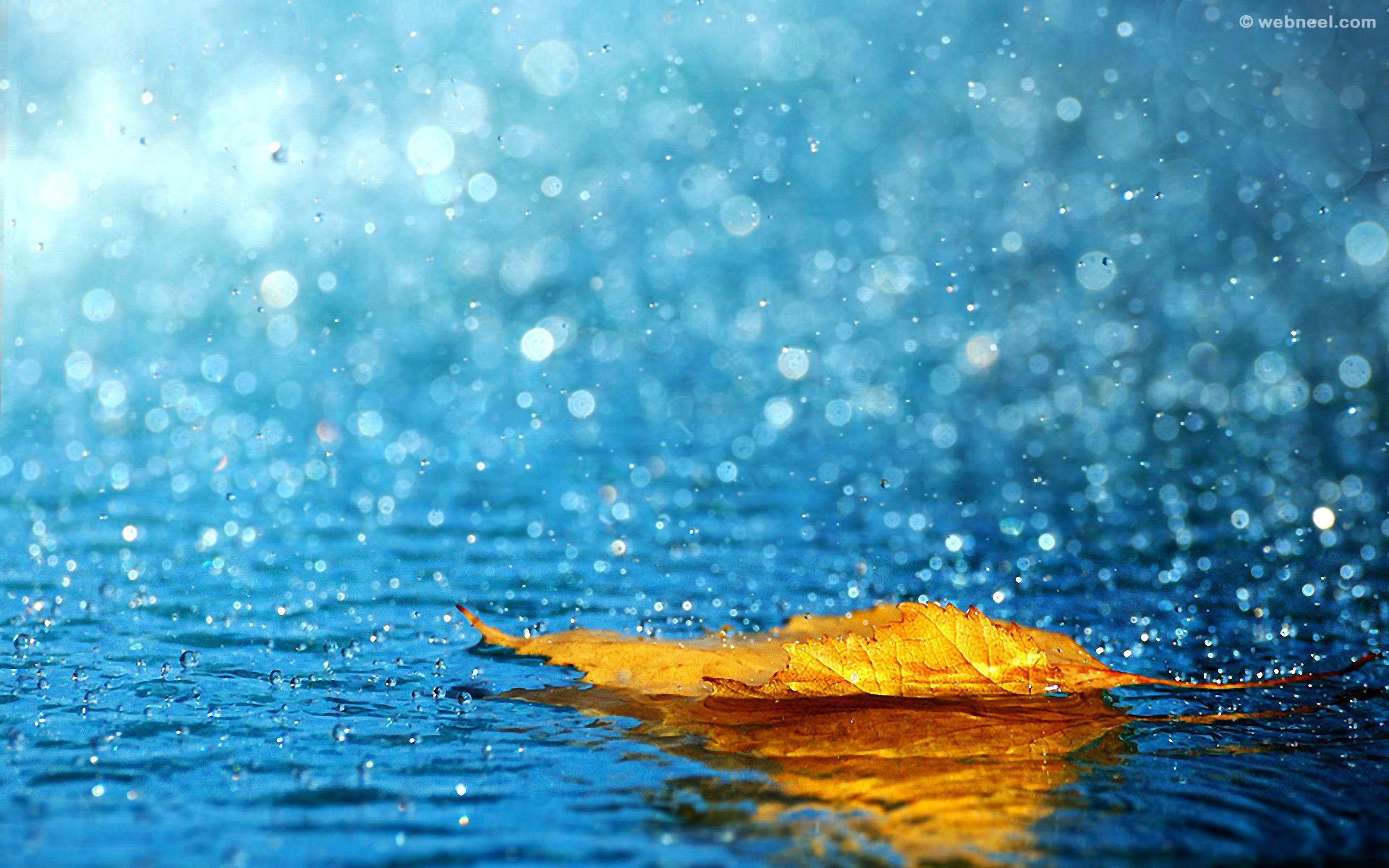 rain wallpaper leaf 48