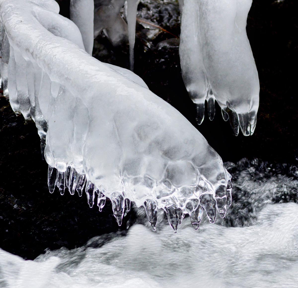 bear claw ice photography by sarah gonzalez