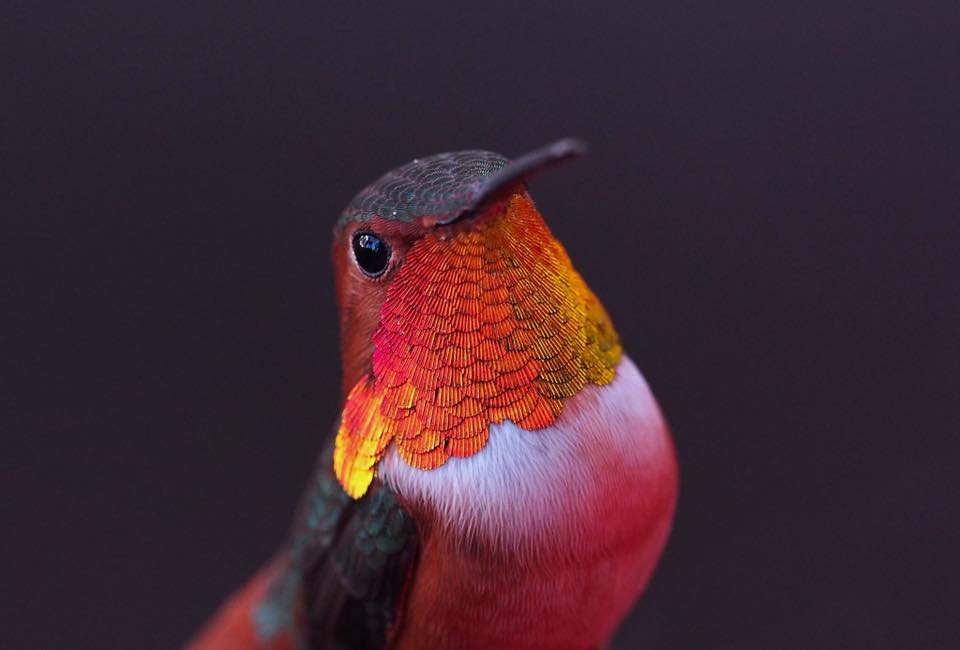 humming bird photography by melanie barboni