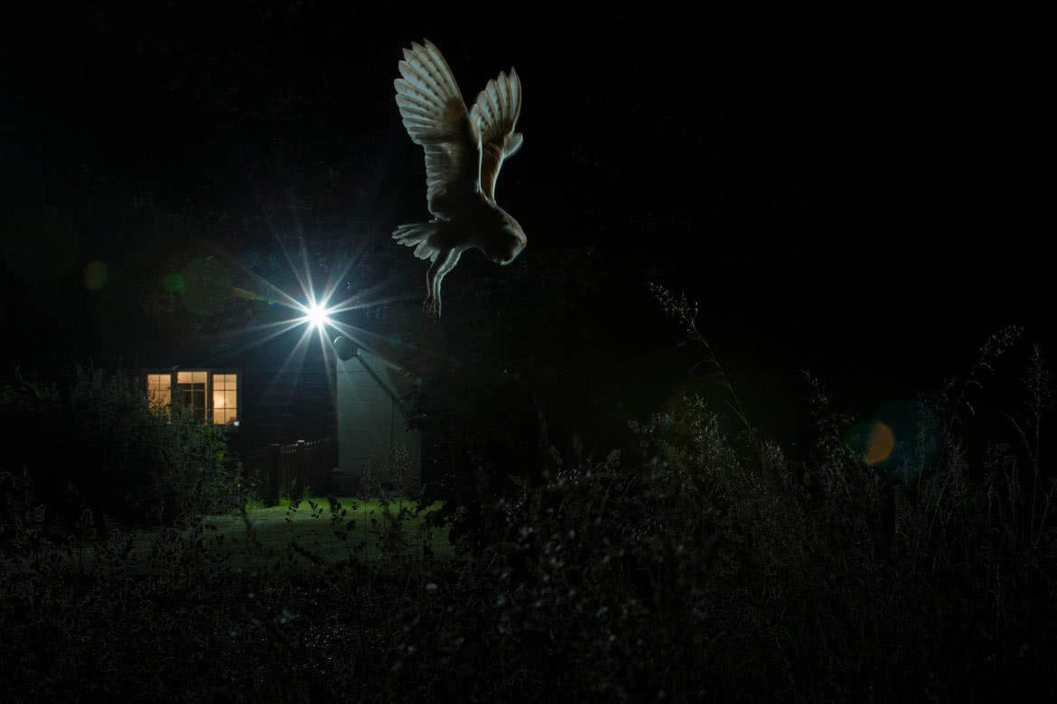 owl award winning bird photography by jamie hall